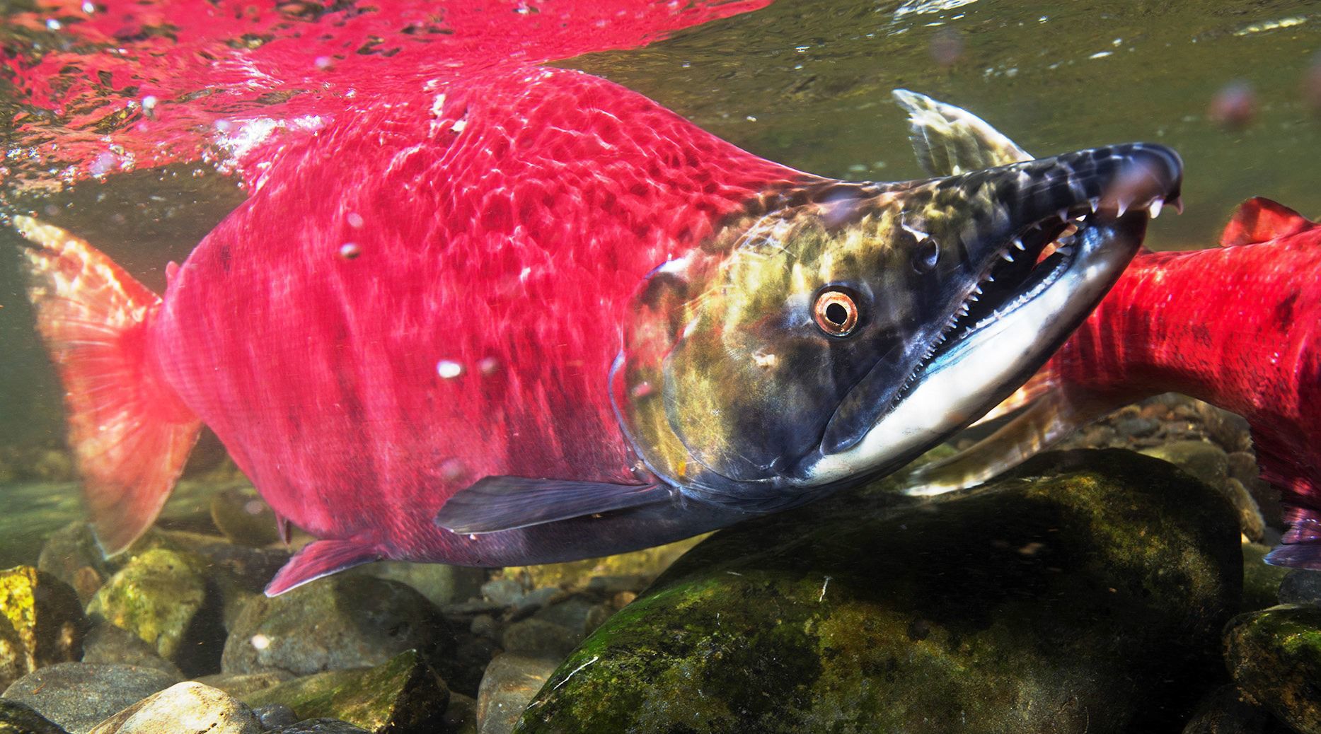 Sockeye Salmon
